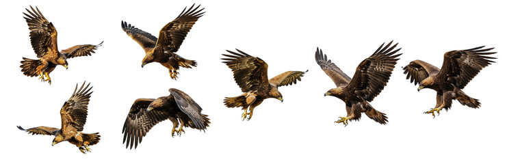 Fototapeta premium Golden Eagle Aquila chrysaetos isolated on white, seven birds flying diving landing wings spread predator collection wildlife nature raptor bird set collage