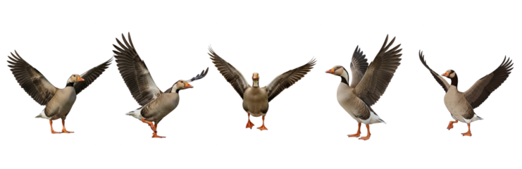 Greylag Goose Anser anser isolated on white, five birds flying landing wings spread collection waterfowl pond bird livestock set cut out collage photography