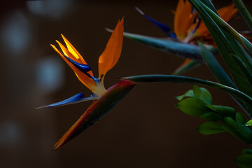 Vibrant Bird of Paradise Flower with Dramatic Lighting