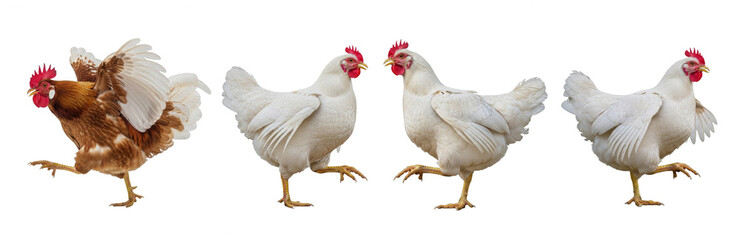 White Hen Chicken Gallus gallus domesticus isolated on white, four birds walking strutting poses collection brown and white poultry farm livestock bird set