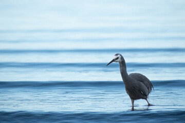 heron on the beach