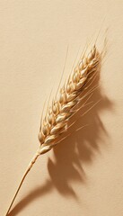 Fototapeta premium Single Barley Spike on Pastel Beige Background with Soft Lighting