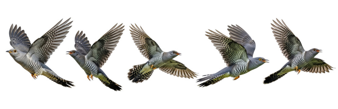 Set Of Common Cuckoo Bird Flying isolated on transparent background, Cuckoo PNG , Cuculus canorus, 