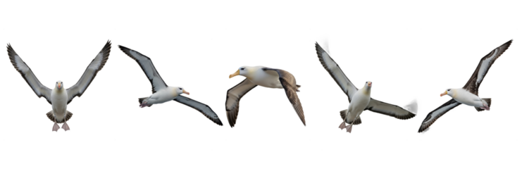 Set Of Wandering Albatross Flying Isolated on transparent background, ( Diomedea exulans ) PNG 