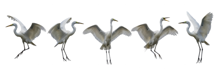 Set Of Great egret isolated on transparent background, Ardea alba, PNG