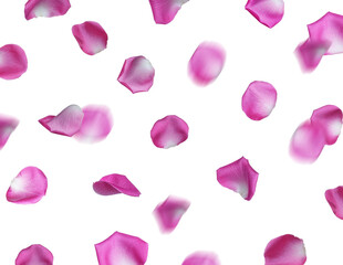 Pink rose petals falling on white background