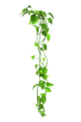 House plant with bright green leaves isolated on white