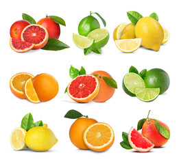 Collection of fresh citrus fruits isolated on white