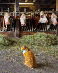 Cat sitting in front of cows in stalls © Gabdulvachit