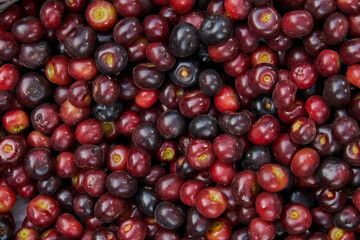 Fresh red grapes at market berries