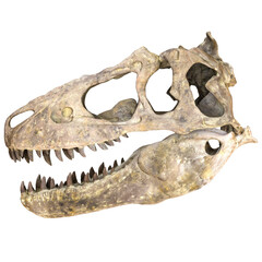 Naklejka premium Dinosaur skull fossil isolated on white background