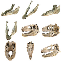 Fototapeta premium Collection of dinosaur skulls and jaws