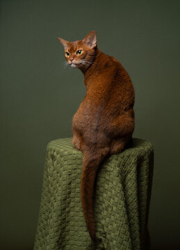 full length shot of an abyssinian cat sitting on a stool covered with blanket looking back over shoulder against green background