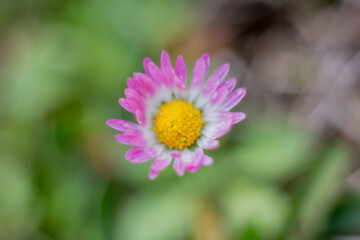 Obraz premium The beauty we encounter in nature but don't notice