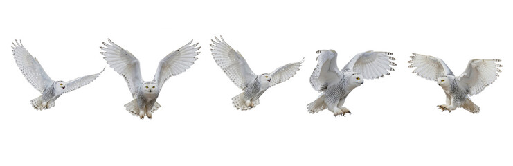 Set Of White Owl Flying In various poses isolated on transparent background, Snowy Owl (Bubo scandiacus) PNG