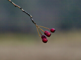 red berries on a branch