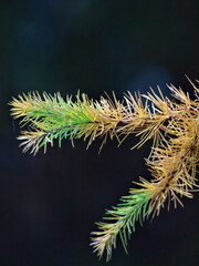 close up of pine needles