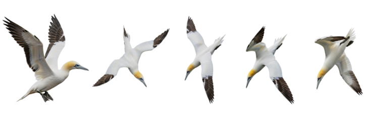 Set Of Great northern gannet Bird isolated on transparent background .PNG, Morus bassanus, Gannet