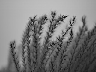 ears of wheat in the wind