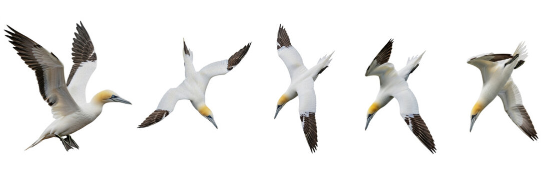 Set Of Great northern gannet Bird isolated on transparent background .PNG, Morus bassanus, Gannet