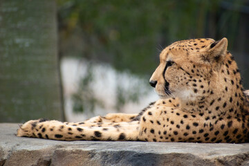 portrait of a cheetah