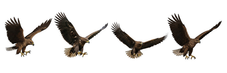 Set of Black kite (Milvus migrans)  Hawk isolated, In various poses PNG, Golden Eagle PNG 