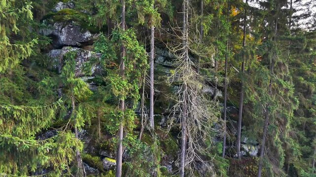 Rockface Dotted With Thin Pine Trunks And Lichen Patches. Angled Drone Reveal Of Layered Stone, Sparse