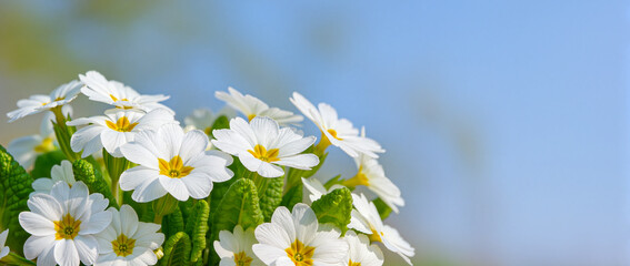 white daisies in a field