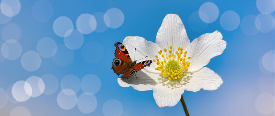 butterfly on a flower