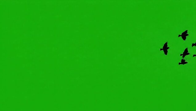 Three black birds flies from afar into the camera, a group of crows chroma key green screen. Silhouettes of Migrating Birds in motion far in the sky. For compositing VFX 