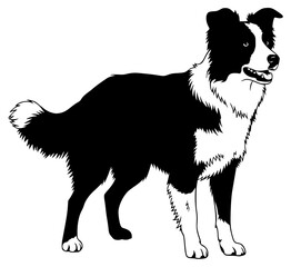 A black and white silhouette of a border collie dog standing upright, Border collie, black, dog, illustration, image, profile, stand, white, against transparent background