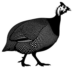 A black and white silhouette of a guinea fowl with a dotted pattern, bird, black, cock, dot, hen, illustration, partridge, pheasant, polka dot, profile, quail, white, against transparent background