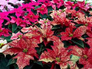 Different Christmas star euphorbia pulcherrima plant flowers standing in pots on a shelf 