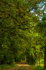 Wirtschaftsweg in der Oberlausitzer Heide- und Teichlandschaft