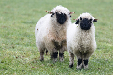 Fototapeta premium Two white sheep with a black beak, nose and ears. Walliser schwarznase. Black nose sheep.