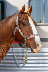A beautiful quarter horse in front of a trailer