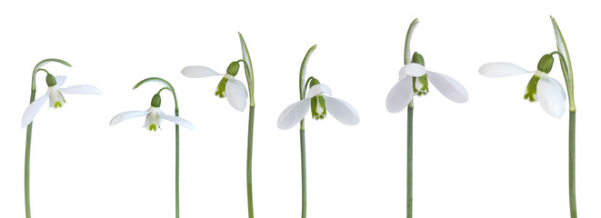 Galanthus nivalis	
