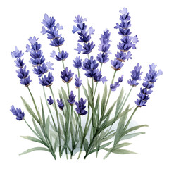 Fototapeta premium watercolor of Lavender Flower, vector clipart, isolated on a white background.