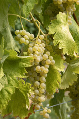 Obraz premium Vignoble charentais 