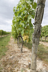 Obraz premium Vignoble charentais 