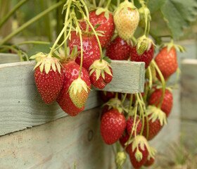 Fraisiers dans un carr&eacute; potager	
