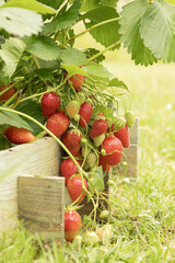 Fraisiers dans un carr&eacute; potager	