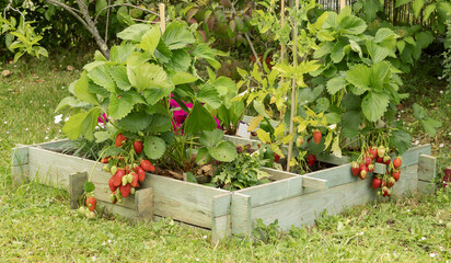 Fraisiers dans un carr&eacute; potager	
