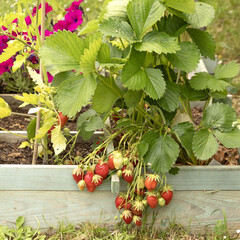Fraisiers dans un carr&eacute; potager	