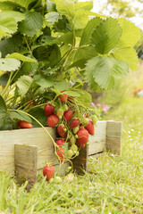 Fraisiers dans un carr&eacute; potager	