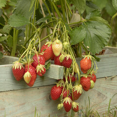 Fraisiers dans un carr&eacute; potager	