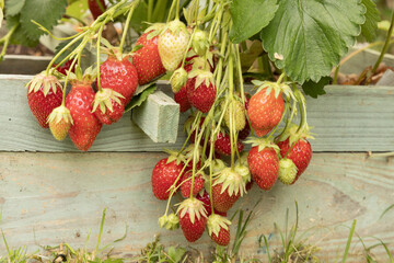 Fraisiers dans un carré potager	
