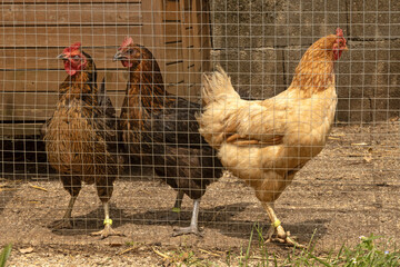 Poules rousse et noire	dans un poulailler