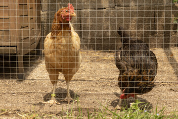 Poules rousse et noire	dans un poulailler