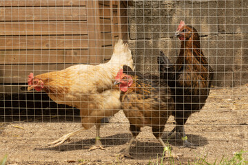Poules rousse et noire	dans un poulailler